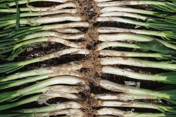 Calçotada – cebolletas tiernas a la brasa con romesco